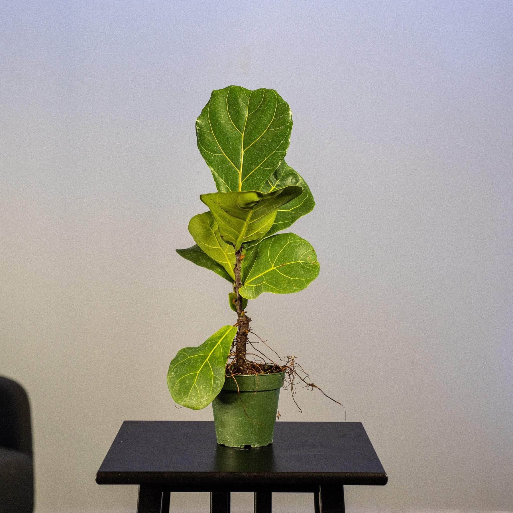 Ficus lyrata "Fiddle Leaf Fig"