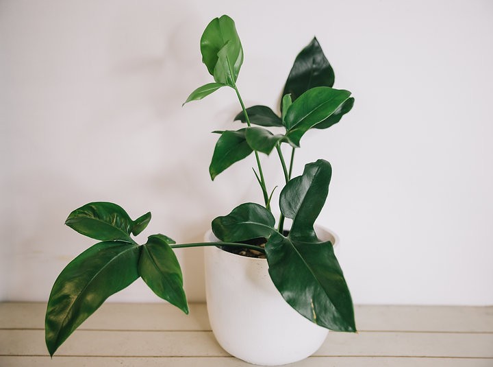 Philodendron Goldeii