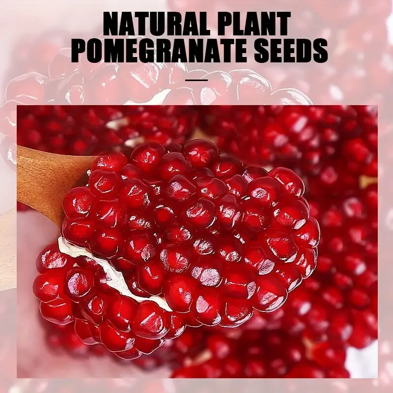 ROZINO Pomegranate Seed Essential Oil, 100% Pure & Natural