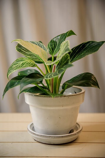 White ceramic planter