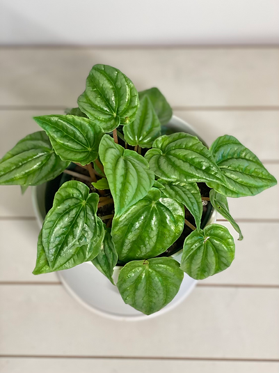 Peperomia Marmorata
