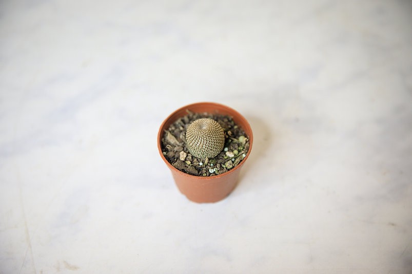 Rebutia heliosa