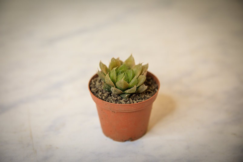 Haworthia cooperi baker