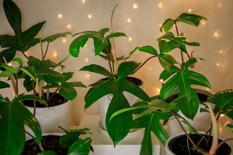 Philodendron - Florida