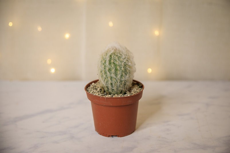 Old Man Cactus - Cephalocereus senilis