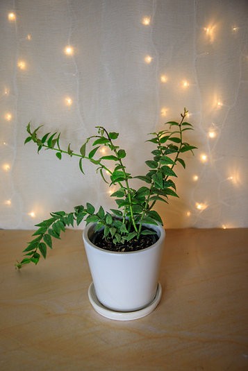 Hoya Lanceolata "Bella"