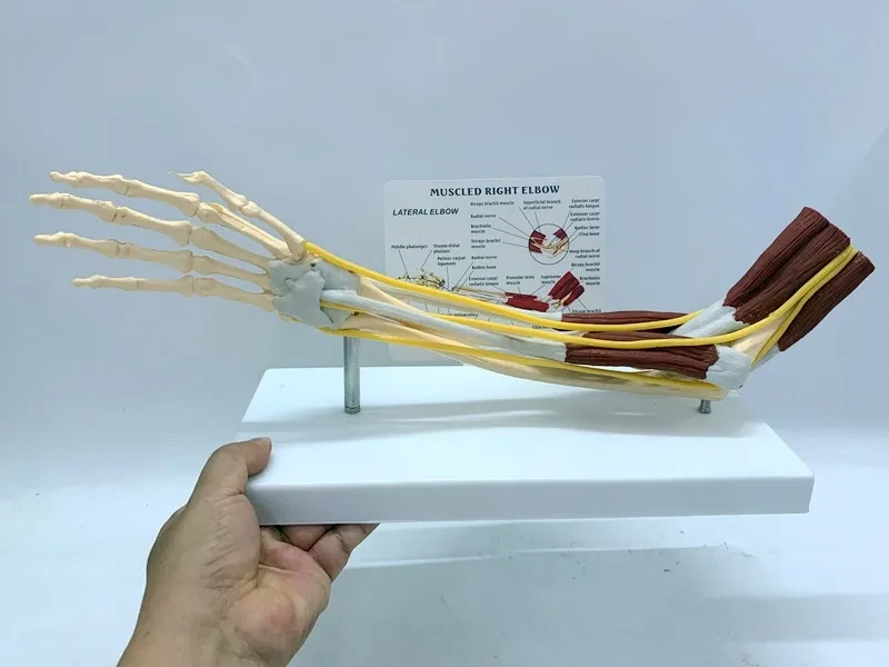 Ligament Joint Model Into Muscle Nerve Anatomy Human Skeleton Skull Arm Teaching Aid