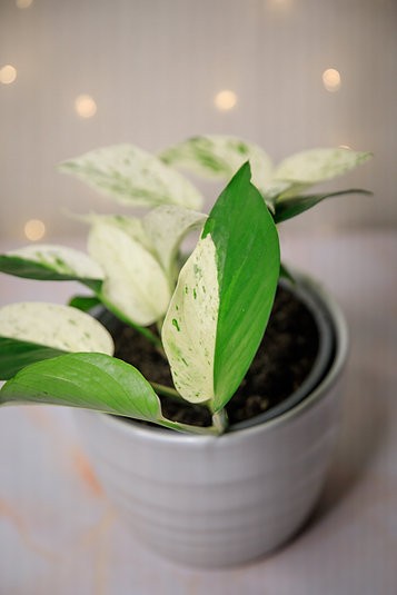 Epipremnum aureum "Half Moon" Pothos