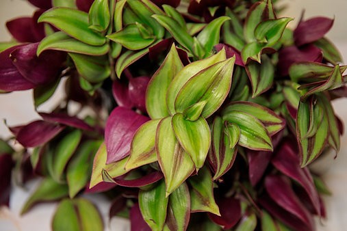 Tradescantia "Zebrina"