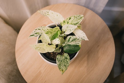 Epipremnum aureum "Snow Queen" pothos