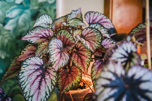 Begonia 'purple splash'