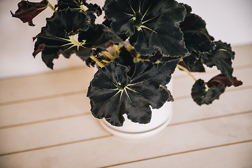 Begonia "Black Mamba"