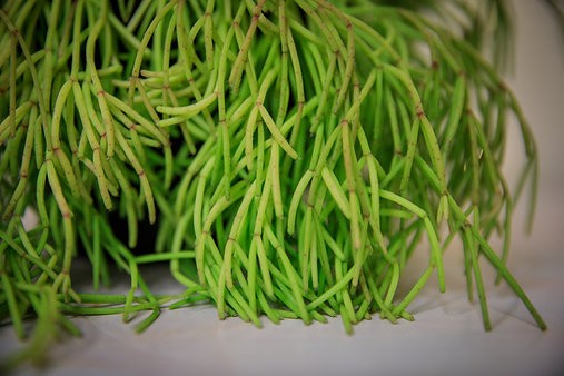 Rhipsalis capilliformis "old man's beard cactus"