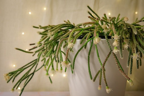 Rhipsalis pilocarpa "hairy stemmed rhipsalis"