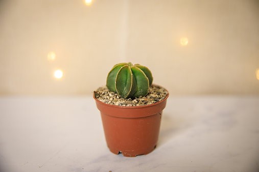 Bishops Cap Cactus "Astrophytum myriostigma"