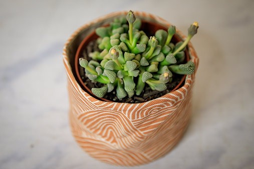 Titanopsis Schwantesii