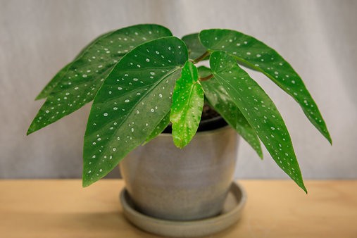 Begonia X corallina 'angel wing begonia'