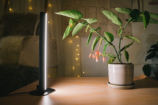 Begonia X corallina 'angel wing begonia'