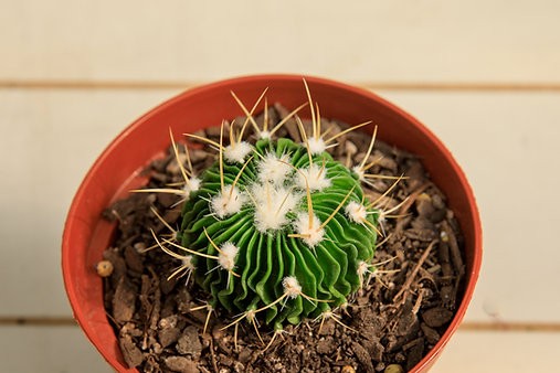 Brain Cactus - Stenocactus multicostatus