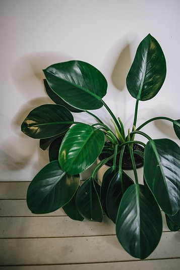 Philodendron Green Princess