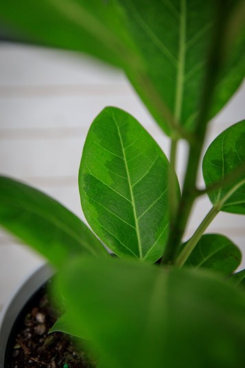 Ficus Altissima "Yellow Gem"