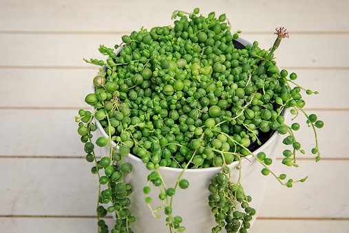 String of pearls