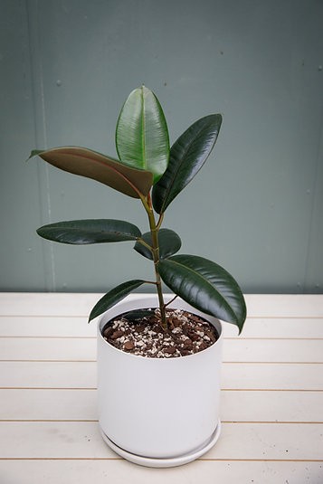 Ficus Elastica "Burgundy" Rubber Tree