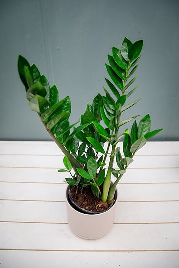 ZZ - Zamioculcas Zamiifolia