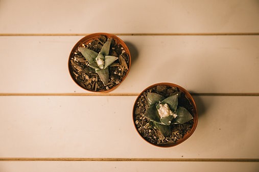 Star rock cactus (Ariocarpus retusus)