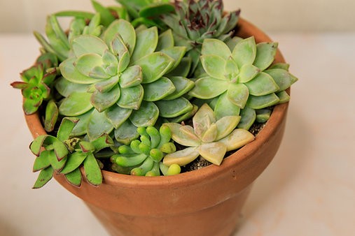 Charming Succulent Garden