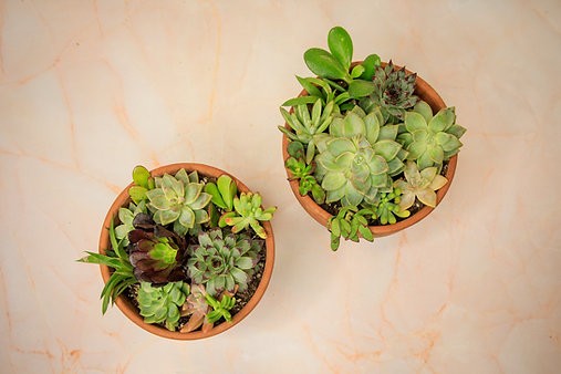 Charming Succulent Garden