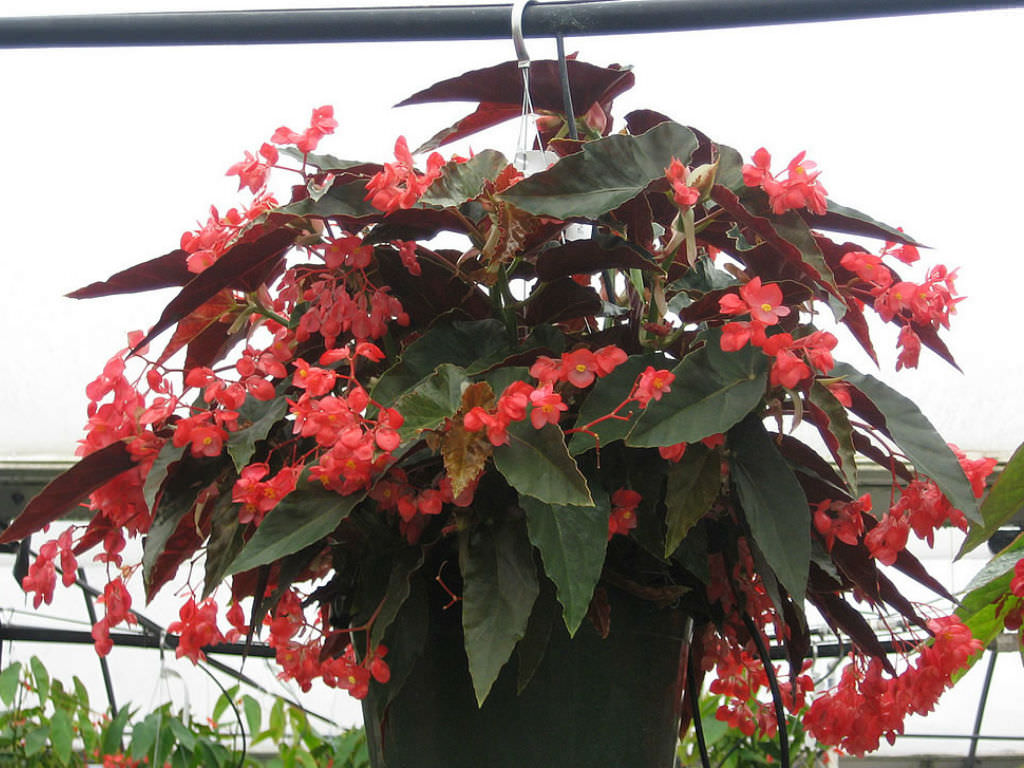 Begonia coccinea