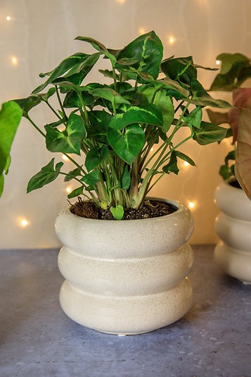 Milan curved cover pot