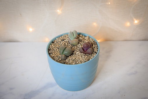 Living rock garden bundle