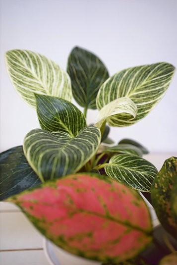 Vertical space houseplant bundle